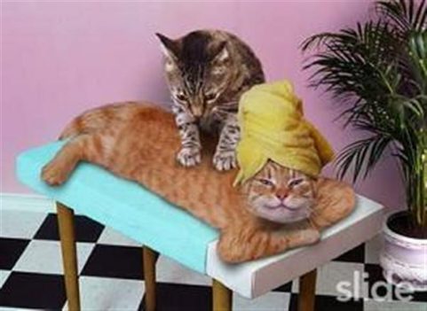 Cat massage
